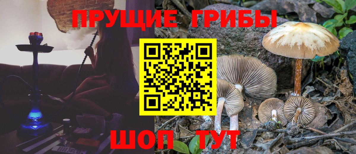 Галлюциногенные грибы Psilocybe Красноармейск